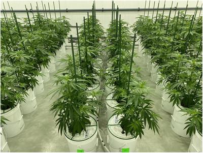 Optimisation of Nitrogen, Phosphorus, and Potassium for Soilless Production of Cannabis sativa in the Flowering Stage Using Response Surface Analysis